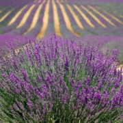 lavender-894919_1920 Provence's lavender fields